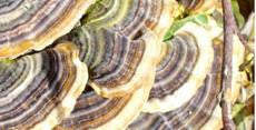 Coriolus Versicolor