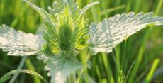 Nettle