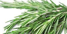 Rosemary