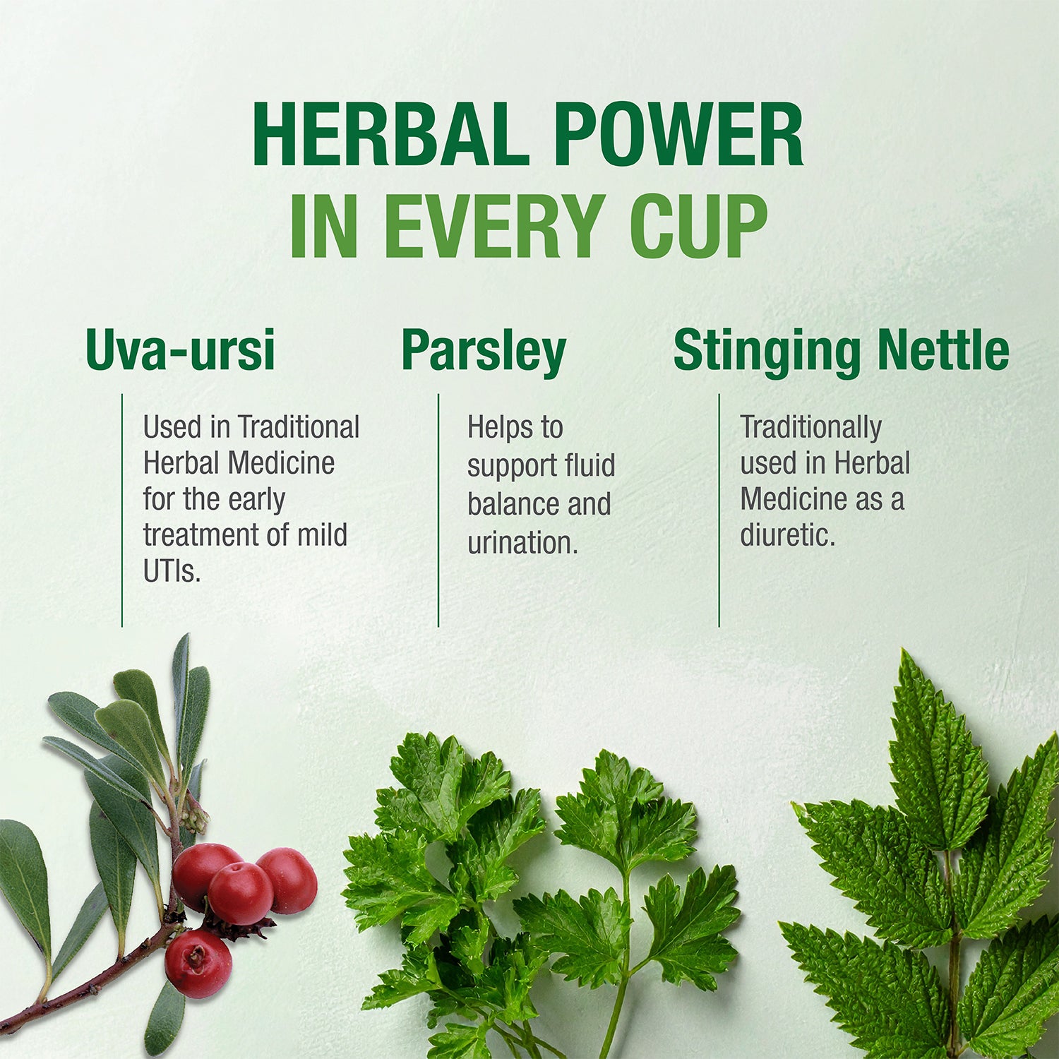 #76 Kidney Cleanse & Function Tea™